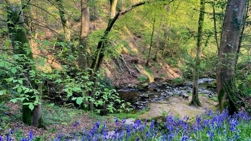 Bluebells 39 Steps Plas Cadnant Spring by Patrick Davies
