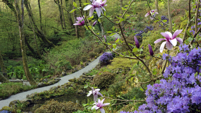 Lower Valley in Spring ft Magnolia Apollo Spring credit Val Corbet