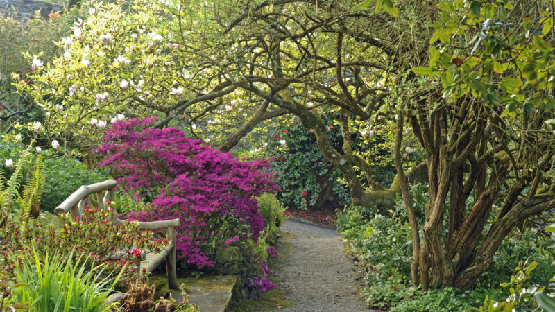 Mrs Fanning Evans Garden at Plas Cadnant in Spring by Val Corbett