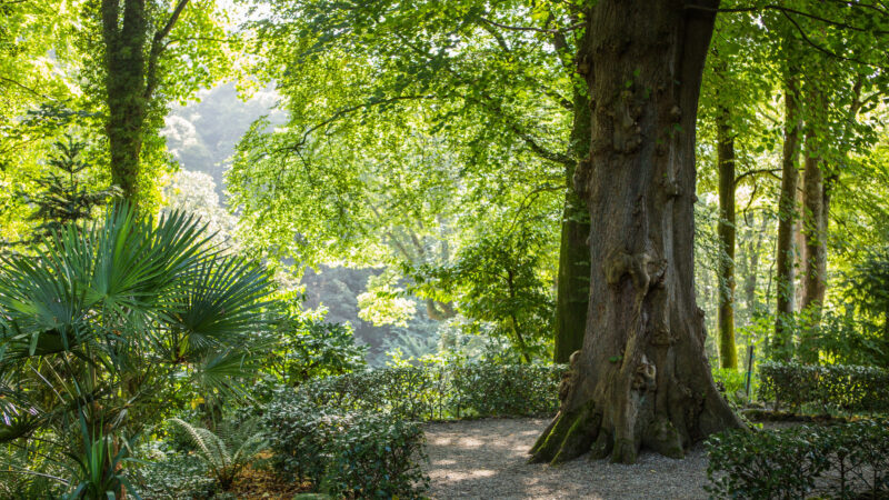 The Jungle at Plas Cadnant Summer by Will Fuller