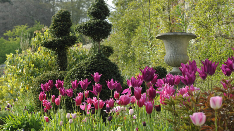 Topiary and Spring Bulbs at Plas Cadnant Spring credit Val Corbett