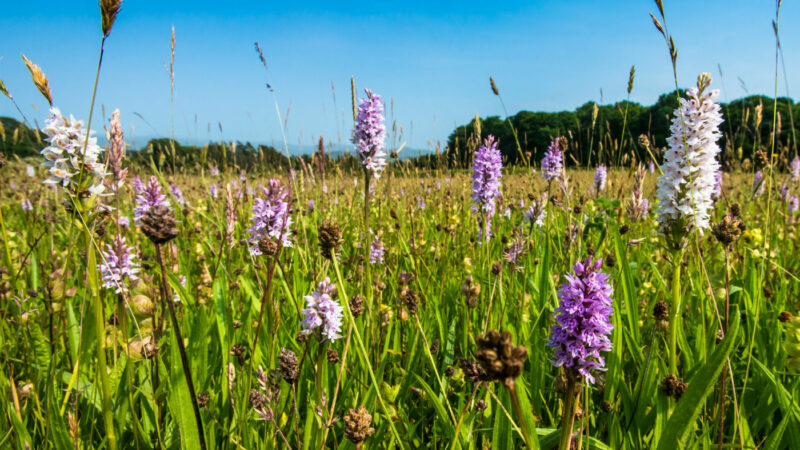 Plas Newydd Haymeadow Web