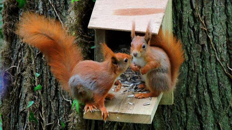 Plas Newydd Red Squirrel 3 Web