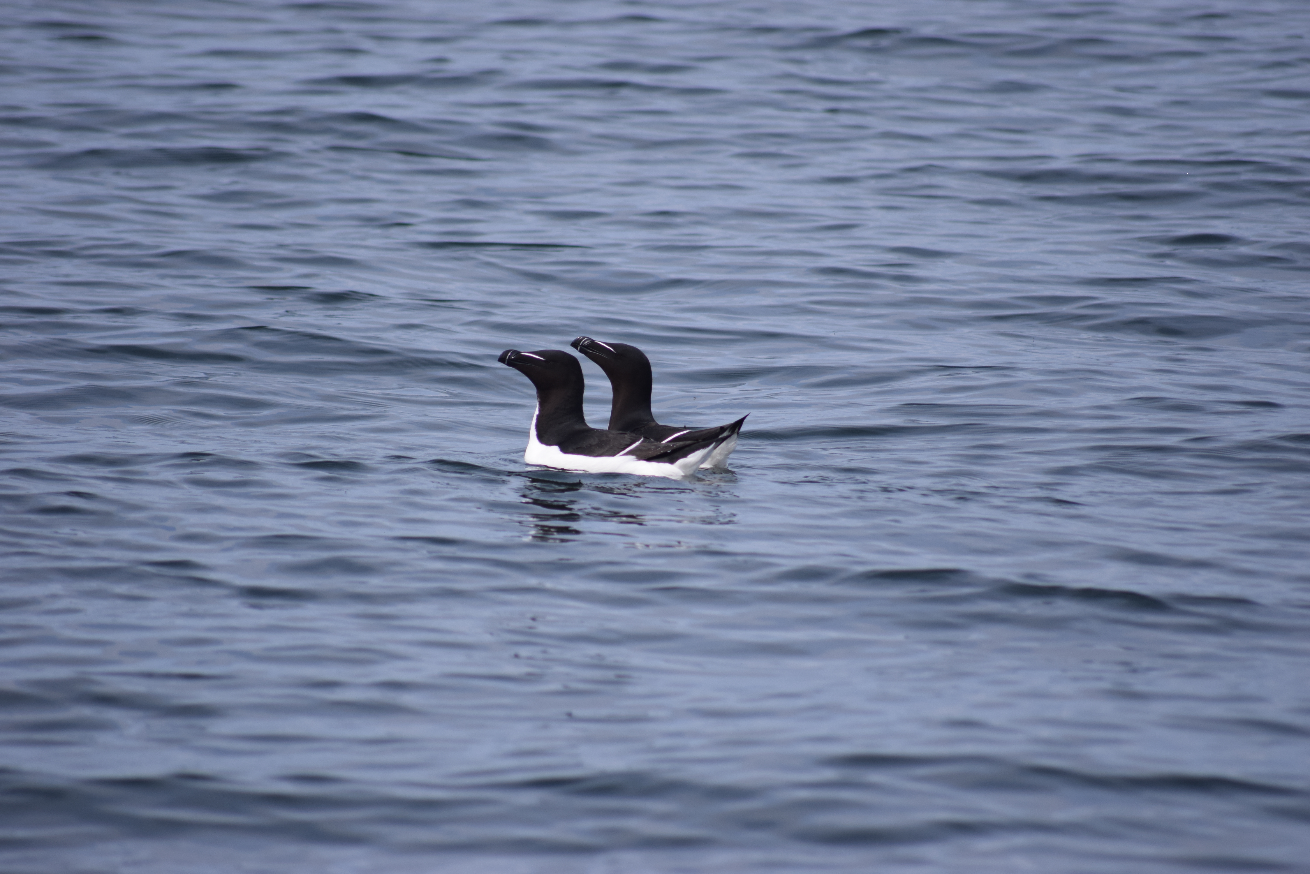 RAZORBILLS Ele Butler