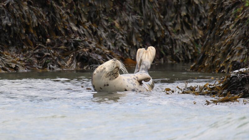 SEAL Kathy Nicholson