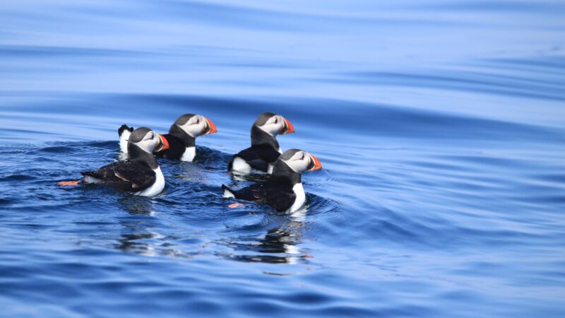 Puffins 1 Laura Hickman