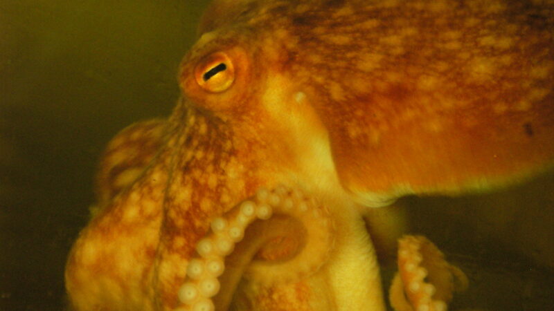 Octopus Close Up