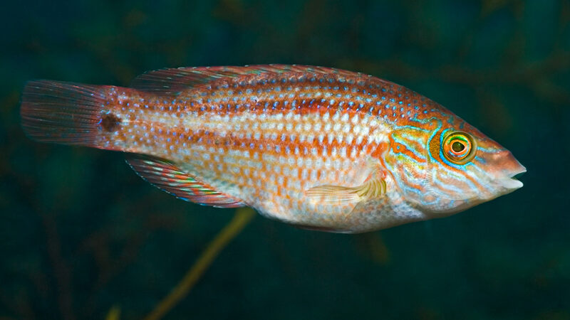 Mw000373 Corkwing Wrasse Crenilabrus Melops