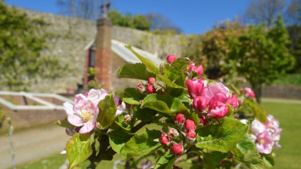 Gardener's Guided Walk