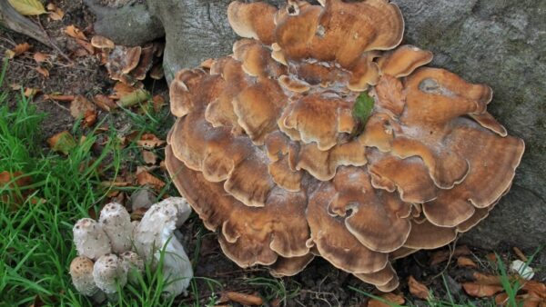 Fungus Foray with Nigel Brown