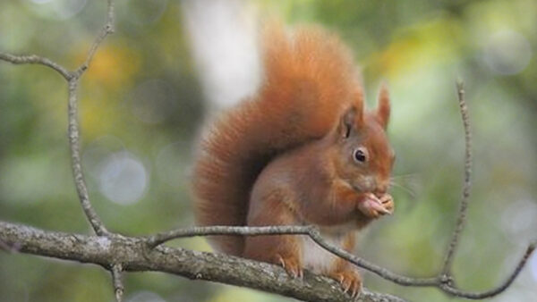 Red Squirrel Walk