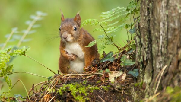 Red Squirrels at Plas Newydd